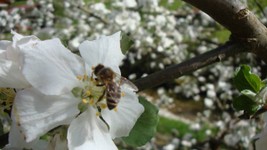 bienen-honig-niederndorf-imkerei-kaeser.JPG