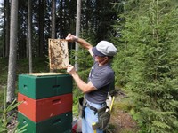 propolis (1).JPG