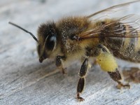 propolis (12).JPG