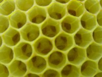propolis (3).jpg